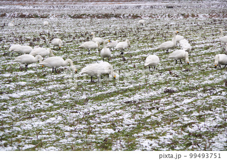 薄っすら雪の積もった圃場で餌を食べている白鳥の群れ 薄っすら雪の積もった圃場で餌を食べている白鳥の群れ 99493751
