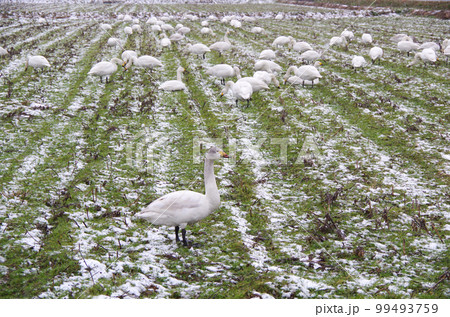 薄っすら雪の積もった圃場で餌を食べている白鳥の群れ 99493759