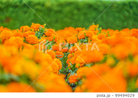 アフリカンマリーゴールド（センジュギク） 99494029