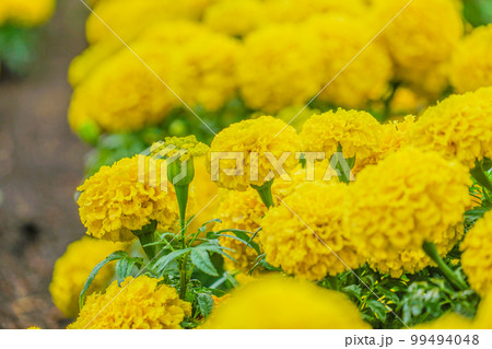 アフリカンマリーゴールド（センジュギク） 99494048