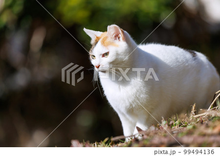 哲学の道での野良猫 99494136