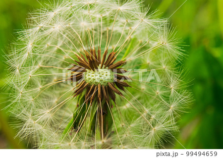 タンポポの構造大公開！の写真素材 [99494659] - PIXTA