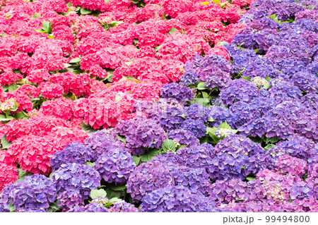 花 フラワー お花 99494800