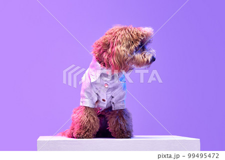 Portrait of charming brown Poodle dog wearing animal clothes sitting on box over purple background in neon light filter. Fashion, beauty, health and vet 99495472