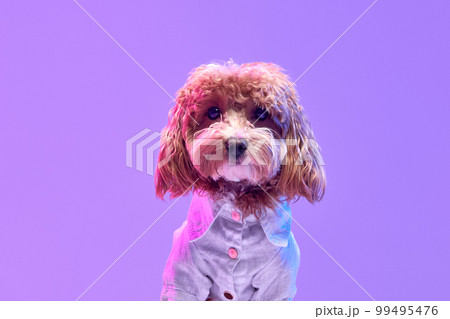 Portrait of charming brown Poodle dog wearing animal clothes posing over purple background in neon light filter. Fashion, beauty, health and vet Portrait of charming brown Poodle dog wearing animal clothes posing over purple background in neon light filter. Fashion, beauty, health and vet 99495476