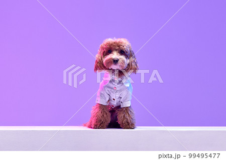 Portrait of charming brown Poodle dog wearing animal clothes looking at camera over purple background in neon light filter. Fashion, beauty, health and vet Portrait of charming brown Poodle dog wearing animal clothes looking at camera over purple background in neon light filter. Fashion, beauty, health and vet 99495477