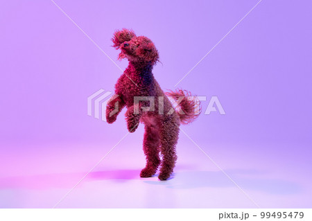 Dynamic portrait of active playful red-brown Poodle dog jumping and flying over purple background in neon light filter. Concept of fashion, beauty, health and motion 99495479