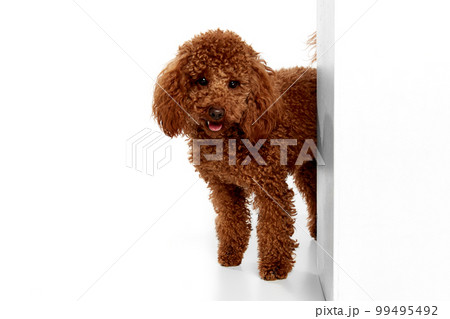 Cute red-brown poodle dog posing over white studio background. Pet looks happy, healthy and groomed. Concept of animal care, vet, fashion, ad Cute red-brown poodle dog posing over white studio background. Pet looks happy, healthy and groomed. Concept of animal care, vet, fashion, ad 99495492