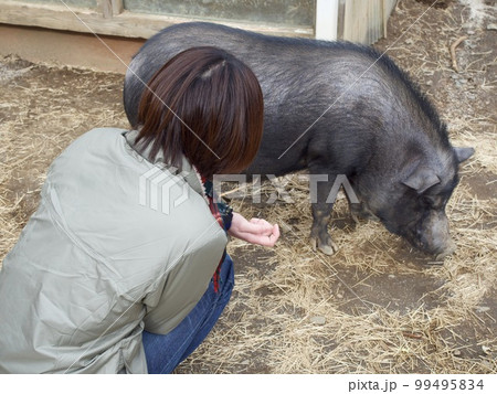 動物 癒し ペット 豚 黒豚 飼育 鹿児島の写真素材 [99495834] - PIXTA