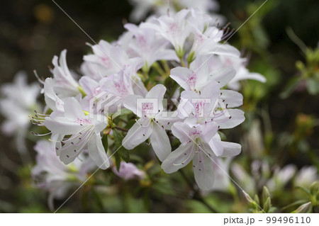 White azalea flowers close up in the garden, spring flower background, selective focus White azalea flowers close up in the garden, spring flower background, selective focus 99496110