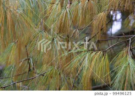 Close on a cluster of cones, part of the Longleaf Pine tree known for its endurance and long life. Close on a cluster of cones, part of the Longleaf Pine tree known for its endurance and long life. 99496125