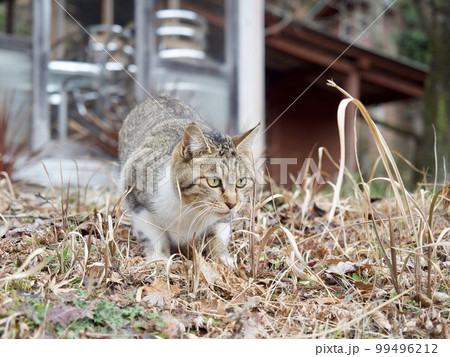 猫　ねこ　ネコ 99496212