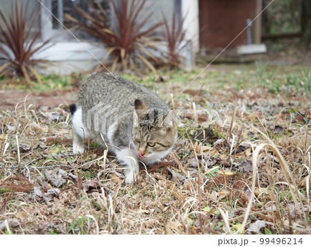 猫 ねこ ネコ 猫 ねこ ネコ 99496214