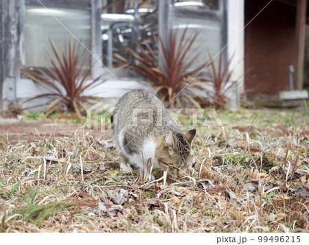 猫 ねこ ネコ 猫 ねこ ネコ 99496215