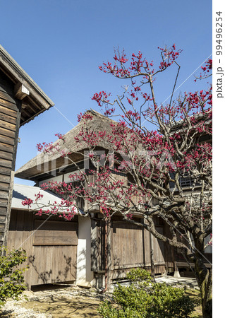 旧鍋島家住宅(鍋島邸)と紅梅【長崎県雲仙市】 旧鍋島家住宅(鍋島邸)と紅梅【長崎県雲仙市】 99496254