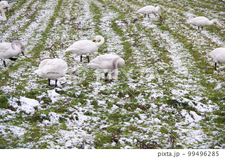 薄っすら雪の積もった圃場で餌を食べている白鳥の群れ 薄っすら雪の積もった圃場で餌を食べている白鳥の群れ 99496285