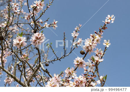 Quinta de los Molinos. Flower. Spring. Community of Madrid park at the time of the flowering of almond and cherry trees in the streets of Madrid, in Spain. Spring 2023. Quinta de los Molinos. Flower. Spring. Community of Madrid park at the time of the flowering of almond and cherry trees in the streets of Madrid, in Spain. Spring 2023. 99496477