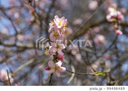 Quinta de los Molinos. Flower. Spring. Community of Madrid park at the time of the flowering of almond and cherry trees in the streets of Madrid, in Spain. Spring 2023. Quinta de los Molinos. Flower. Spring. Community of Madrid park at the time of the flowering of almond and cherry trees in the streets of Madrid, in Spain. Spring 2023. 99496489