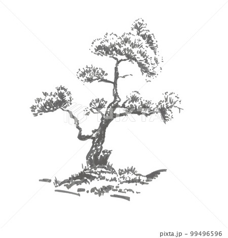 Hand-drawn tree, pine. Realistic image in shades of gray, sketch painted with ink brush Hand-drawn tree, pine. Realistic image in shades of gray, sketch painted with ink brush 99496596