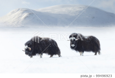 Musk Oxen juvenile in Dovrefjell mountains in winter 99496923