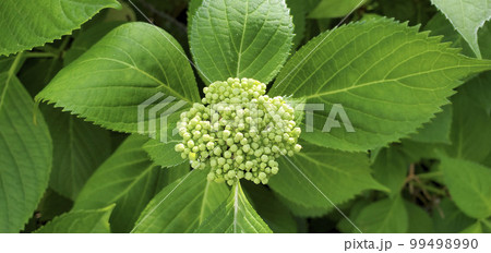 ガクアジサイ 99498990