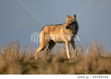 Eurasian wolf or Canis lupus lupus walks in steppe Eurasian wolf or Canis lupus lupus walks in steppe 99499568