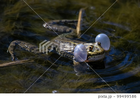 Marsh frog or Pelophylax ridibundus croaks in water. Mating behaviour Marsh frog or Pelophylax ridibundus croaks in water. Mating behaviour 99499586