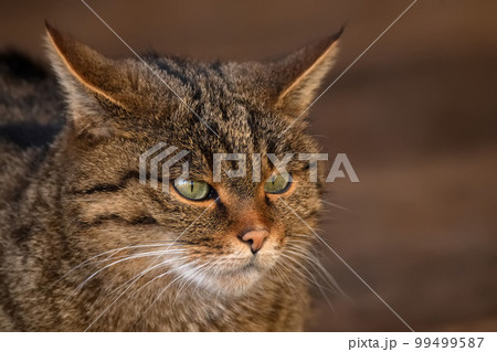 Portrait of European wildcat or Felis silvestris 99499587