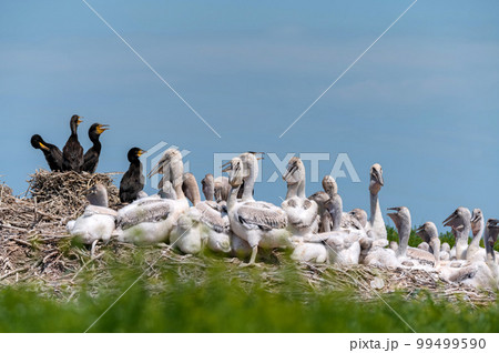 Dalmatian pelican and great cormorant nest colony 99499590