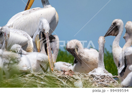 Dalmatian pelican or Pelecanus crispus on their nest colony 99499594