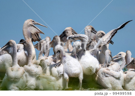 Dalmatian pelican or Pelecanus crispus on their nest colony 99499598