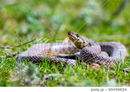 Close-up of blotched snake or Elaphe sauromates showing its tongue Close-up of blotched snake or Elaphe sauromates showing its tongue 99499604