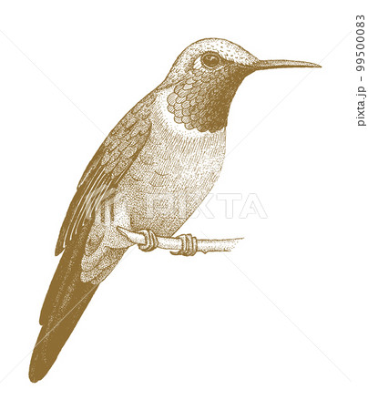 Hummingbird drawn by hand. 99500083