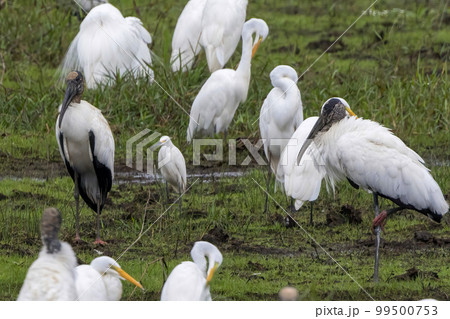 コスタリカのカニョネグロ野生保護区で撮影したアメリカトキコウ 99500753
