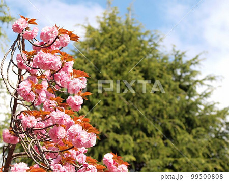 八重桜の花の咲く風景 99500808