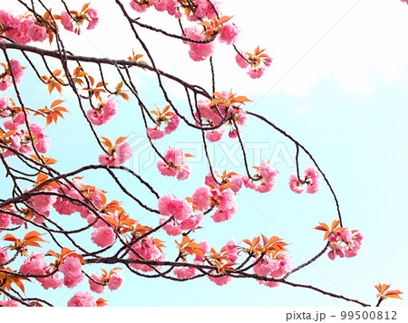 八重桜の花の咲く風景 99500812