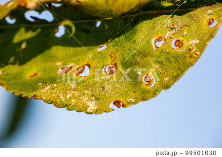 Aphids damage leaves parasite pest 99501030