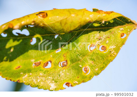 Aphids damaged leaf by pests and diseases 99501032