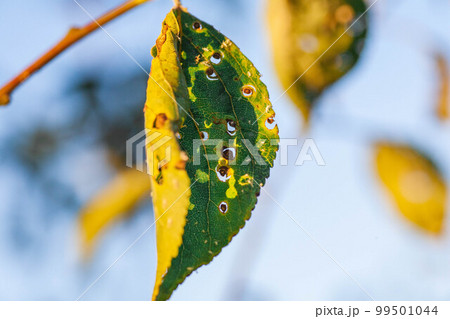 Aphids damage leaves parasite pest Aphids damage leaves parasite pest 99501044