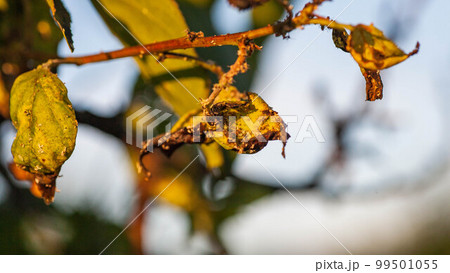 Aphids damaged leaf by pests and diseases 99501055