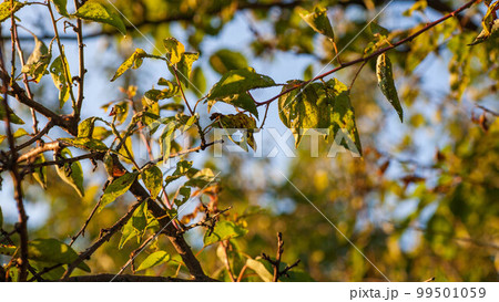 Aphids damage leaves parasite pest Aphids damage leaves parasite pest 99501059