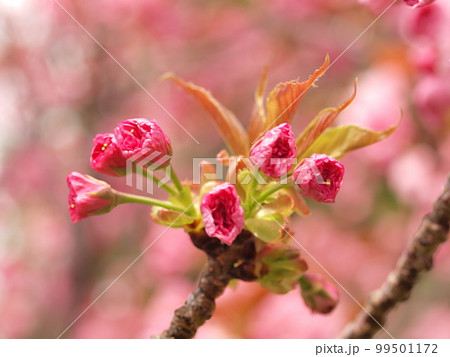開花を始めた八重桜の花 開花を始めた八重桜の花 99501172