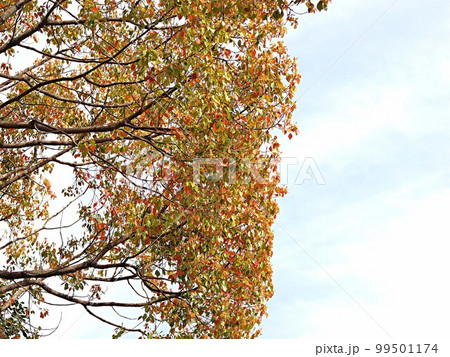 新緑のクスノキの風景 99501174