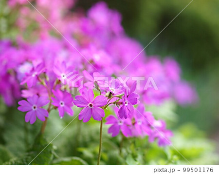 ニホンサクラソウの花のアップ 99501176