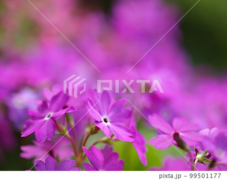 ニホンサクラソウの花のアップ ニホンサクラソウの花のアップ 99501177