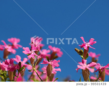 青空とフクロナデシコの花 青空とフクロナデシコの花 99501439