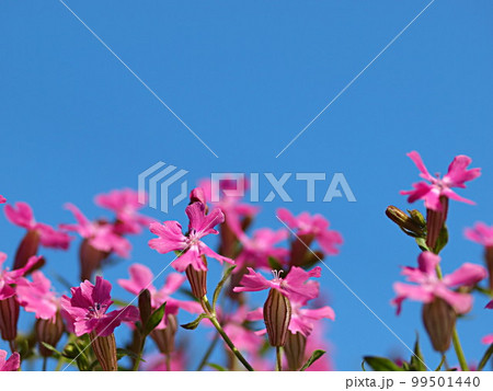 青空とフクロナデシコの花 99501440