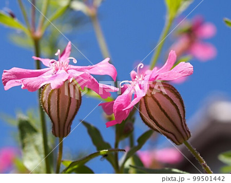青空とフクロナデシコの花 99501442