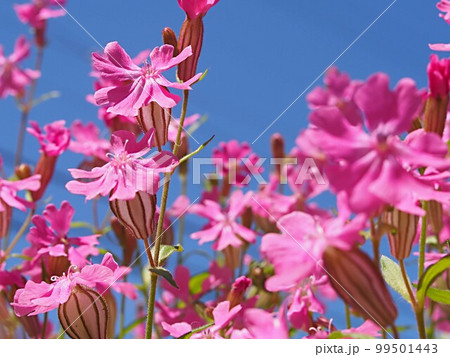 青空とフクロナデシコの花 99501443