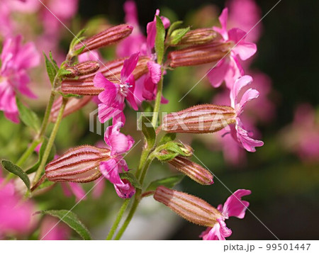 フクロナデシコの花のアップ 99501447